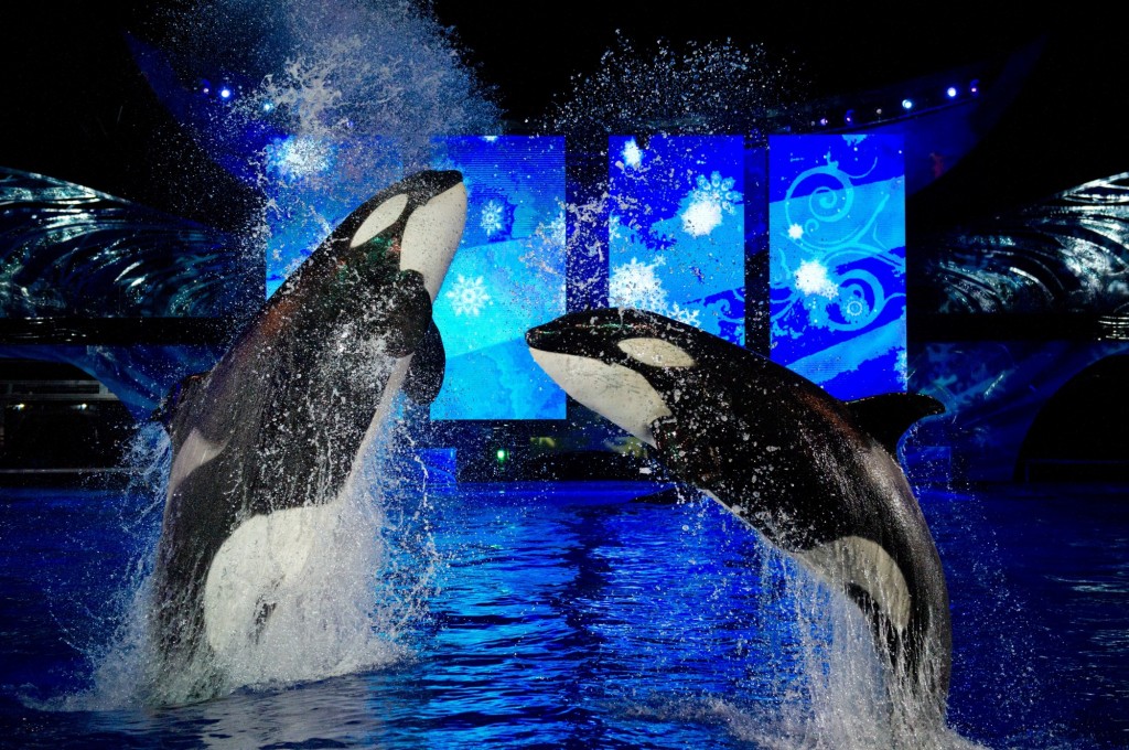 20111122_Shamu-Miracles_05-2000x1330